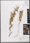 Foto von Salix wilhelmsiana M. Bieb.